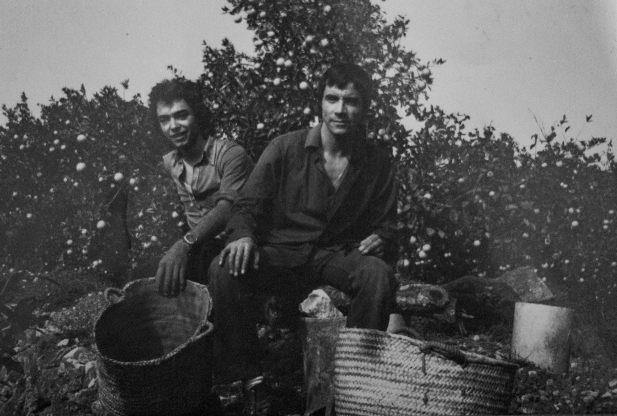 Así se recogía la naranja en la Ribera hace 60 años