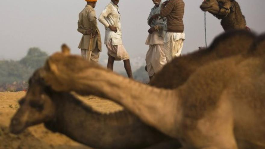 La gran Feria del Camello de Pushkar, India