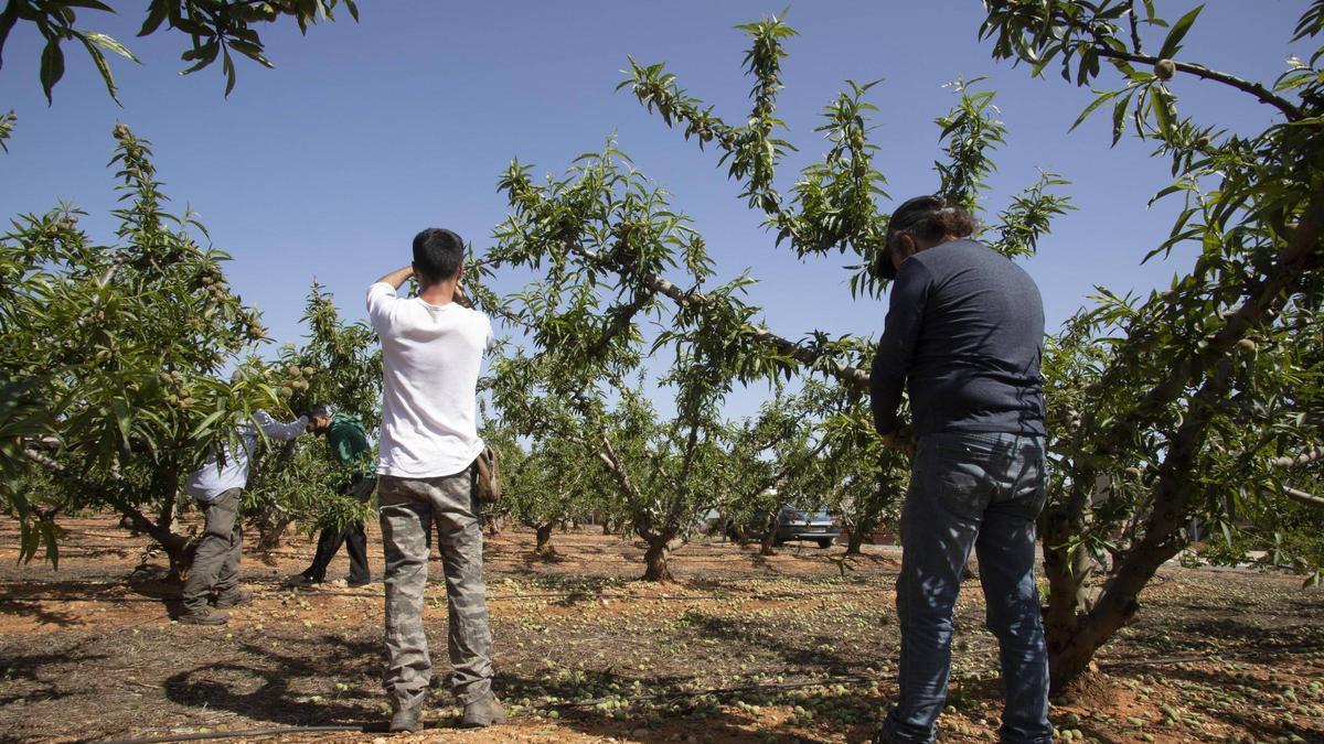 Trabajos de selección de fruta para mejorar los calibres en una imagen de archivo.