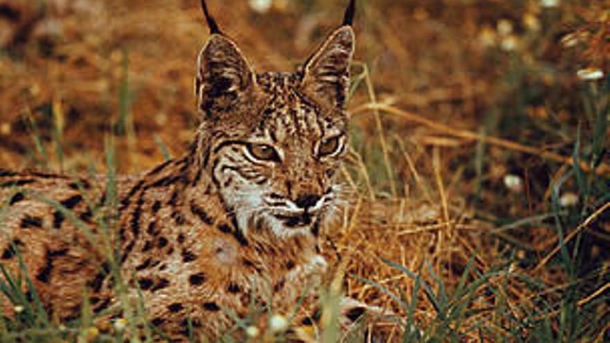 El lince ibérico.