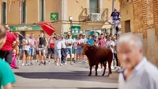 La Bóveda de Toro apuntala su afición taurina con un vibrante encierro urbano en sus fiestas