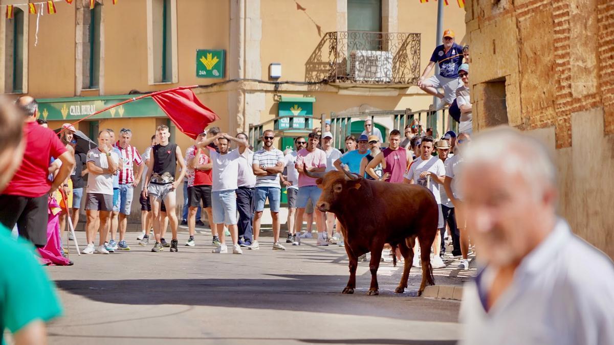 GALERÍA | Emoción y riesgo en el encierro de La Bóveda de Toro