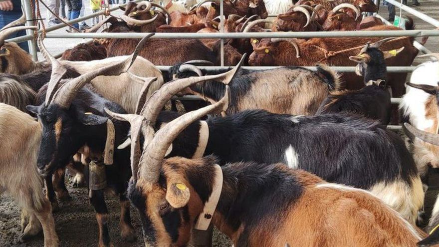 Cabras en la feria ganadera de Benia de Onís. | Pepillo Remis