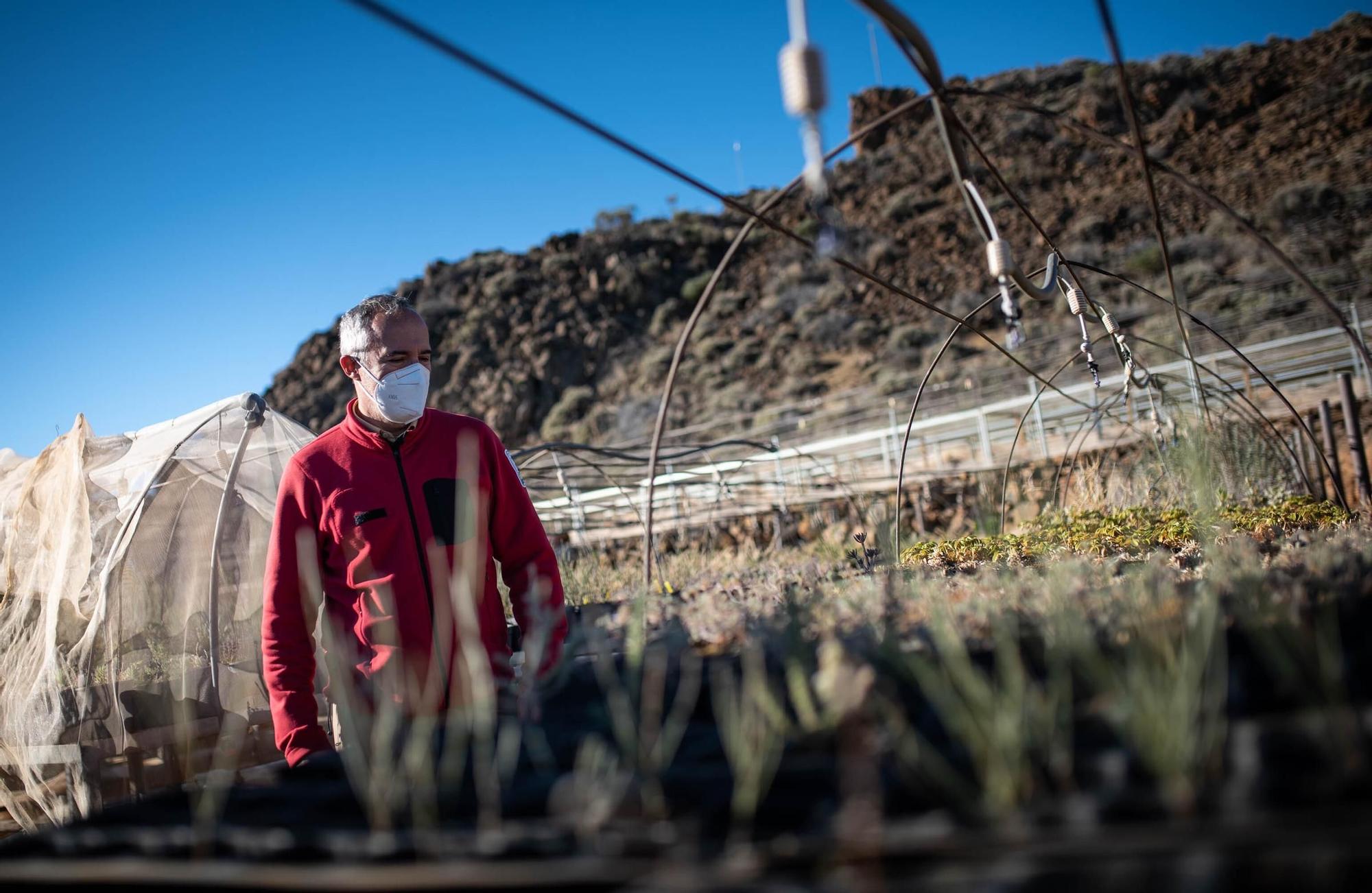 Vivero Parque Nacional del Teide (El Portillo)