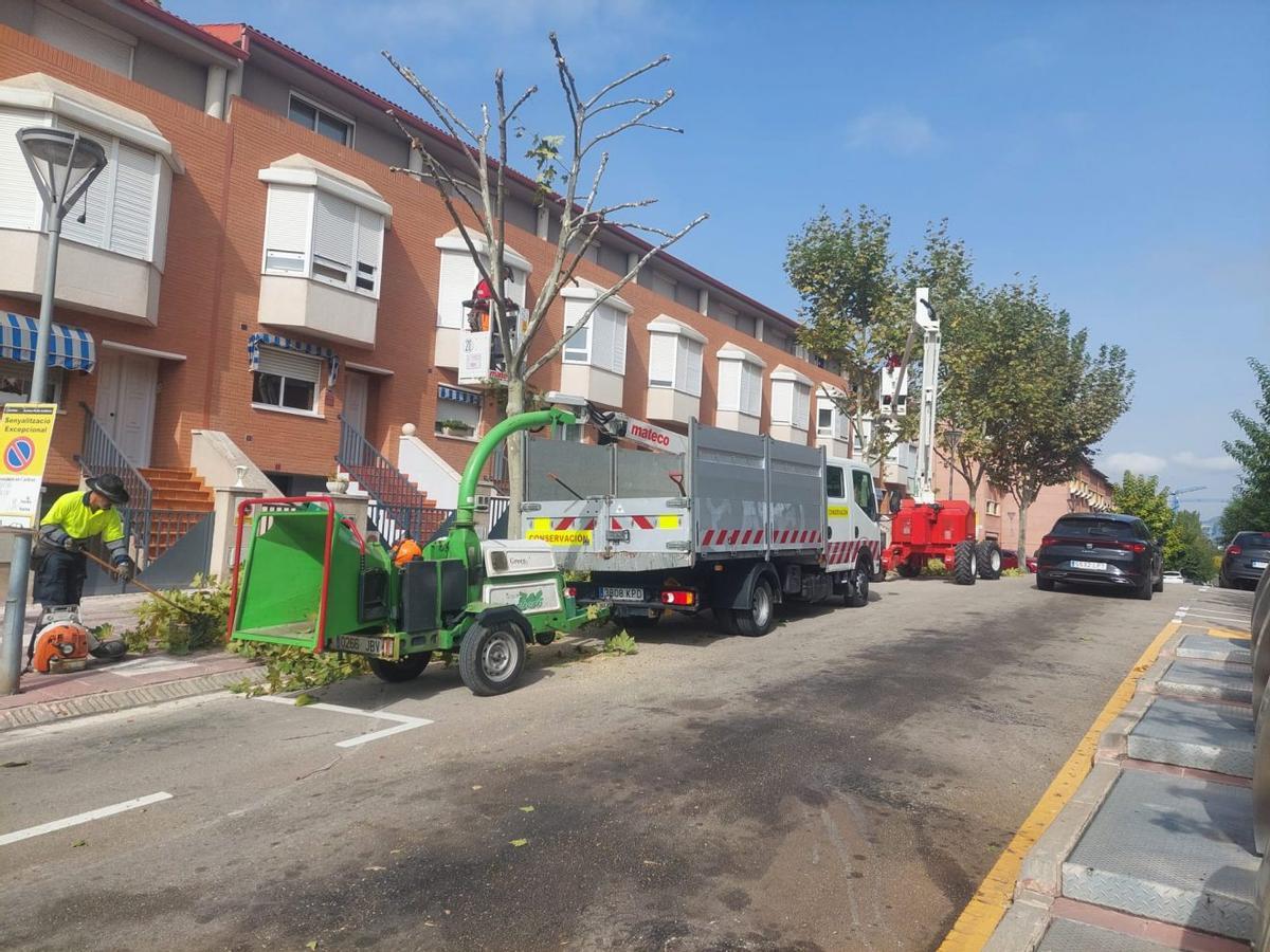 Martorell inicia la campanya de poda en què actuarà en 3.000 arbres de la ciutat Martorell inicia la campanya de poda en què actuarà en 3.000 arbres de la ciutat