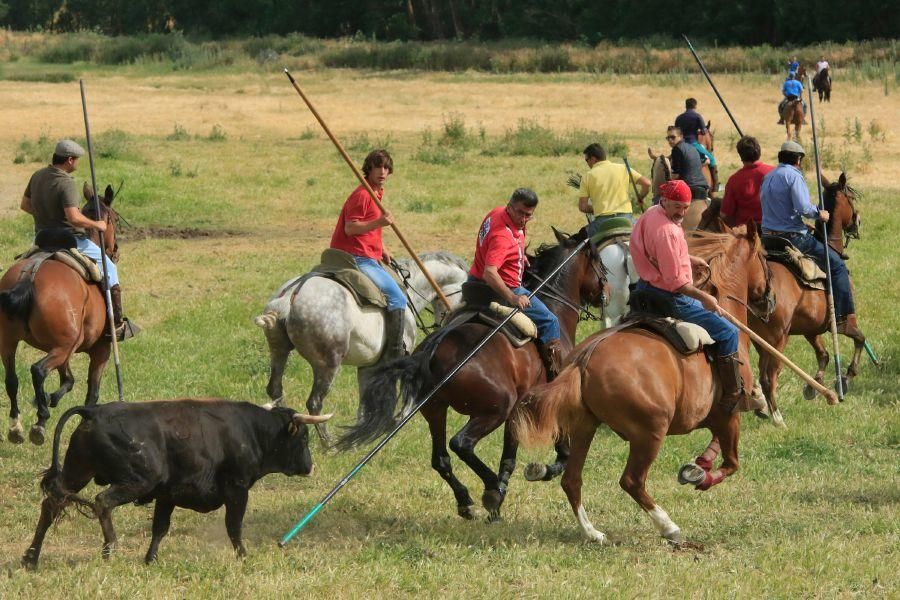 Toros bravos en Vadillo de la Guareña