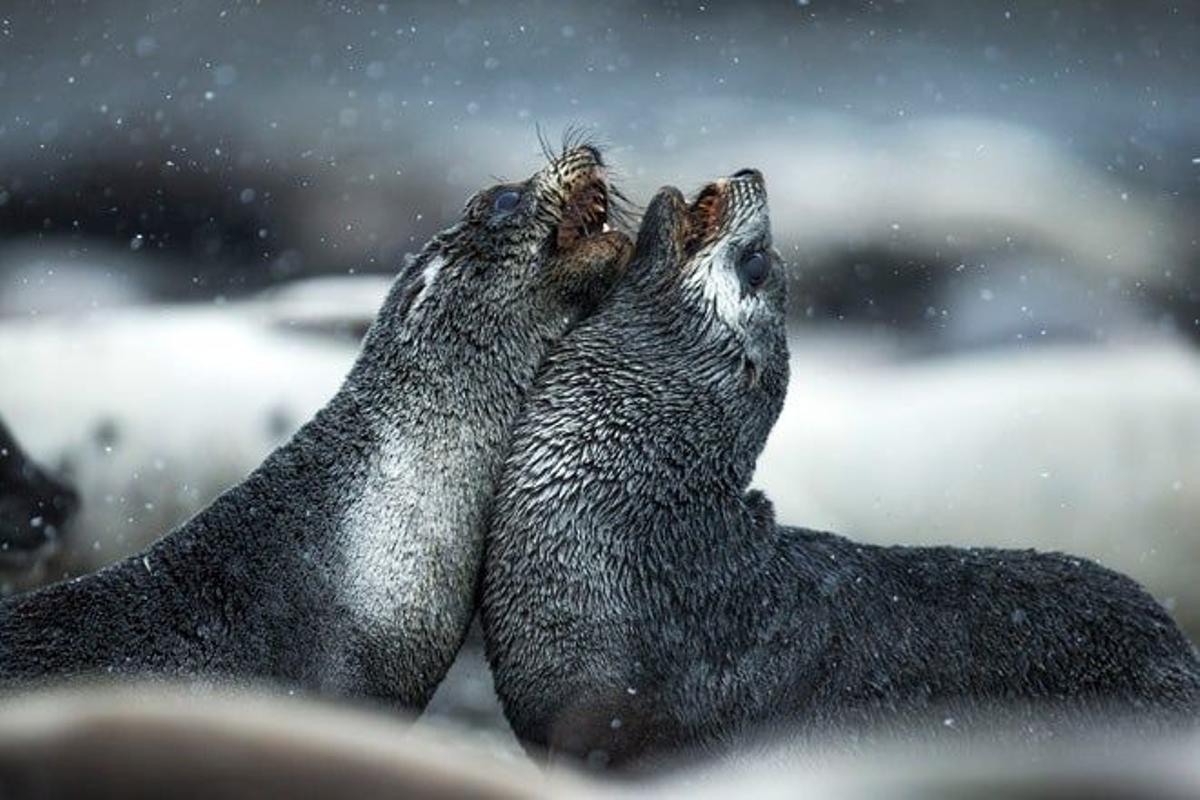 Leones marinos peleando en las Islas Georgias del Sur.