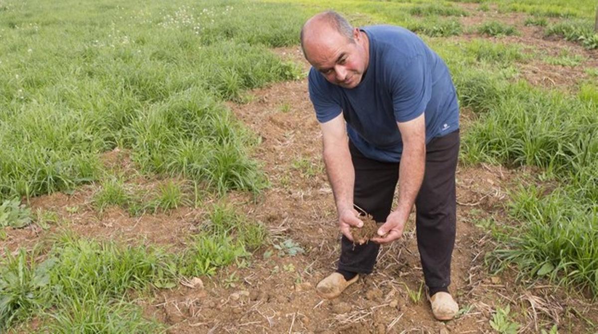 Joan Roque, agricultor afectat per les destrosses de porcs senglars als seus camps.