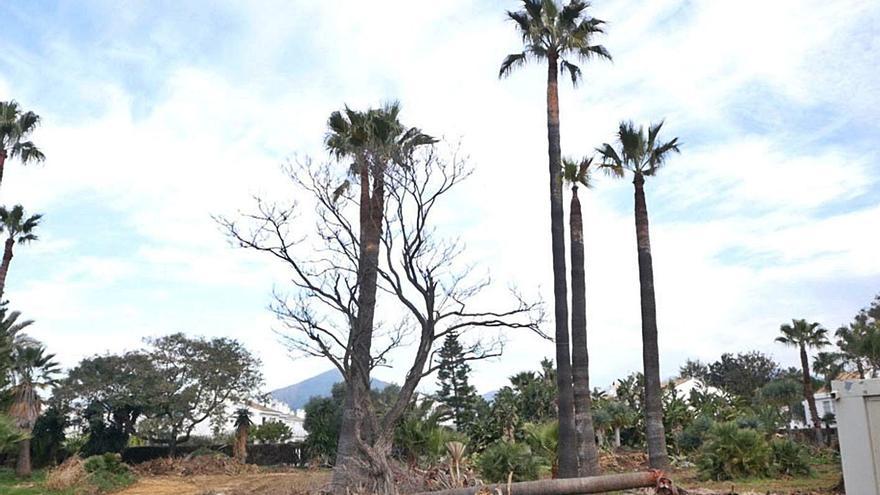 Diferentes ejemplares cortados de palmeras en San Pedro Alcántara.