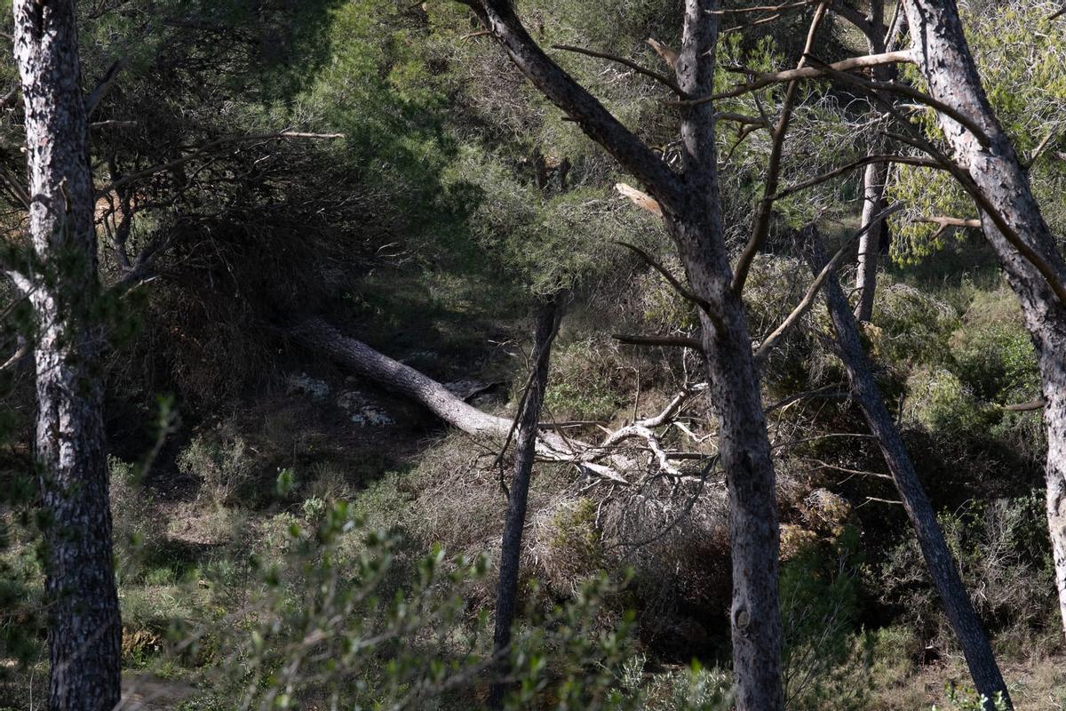 Las fotos de la degradación del bosque del Castillo de Bellver
