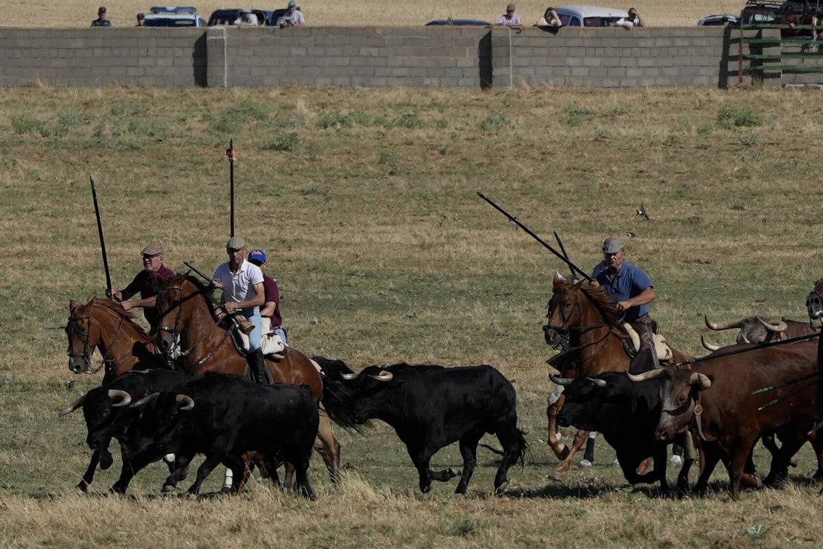 Tradición y espectación en el arranque de los espantes de Fuentesaúco Tradición y espectación en el arranque de los espantes de Fuentesaúco