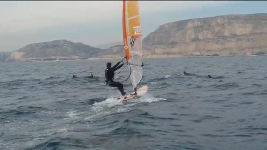 Windsurf con delfines en la bahía de Alicante