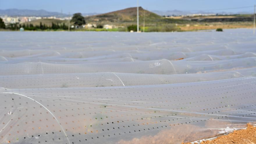 Los agricultores cumplen al 97% las medidas para proteger el Mar Menor