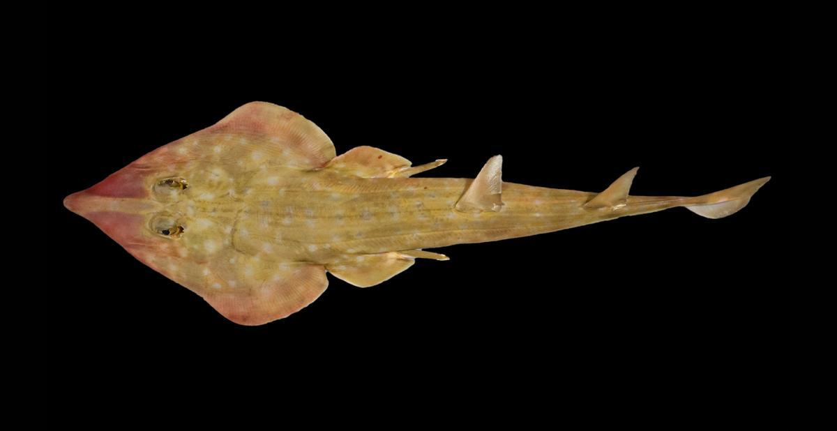 Nueva especie de pez guitarra