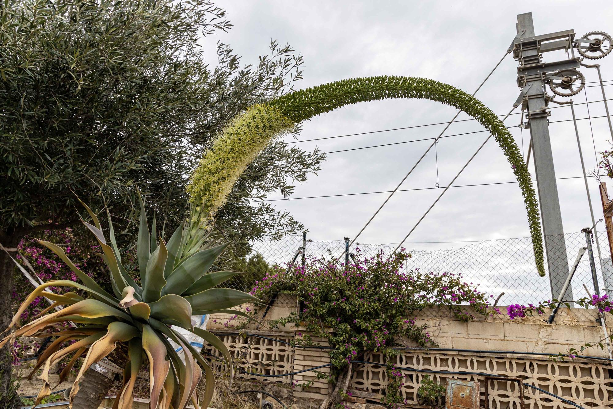 Una espectacular floración de un ejemplar de "agave attenuata" sorprende en El Campello