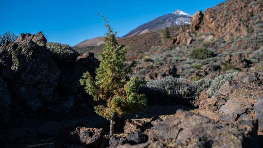 The ‘jewels’ of Teide, a heritage to preserve