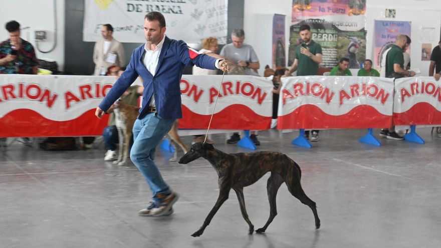La Feria del Perro de Baena se despide con la celebración del Campeonato Nacional Canino