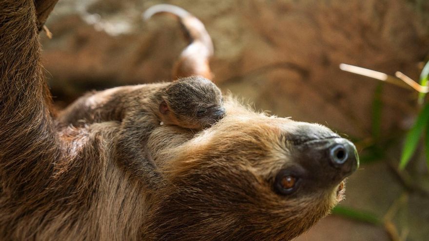 Continúa el &#039;baby boom&#039; en Loro Parque con el nacimiento de una cría de perezoso