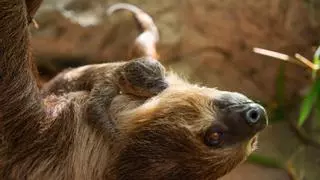 Continúa el 'baby boom' en Loro Parque con el nacimiento de una cría de perezoso