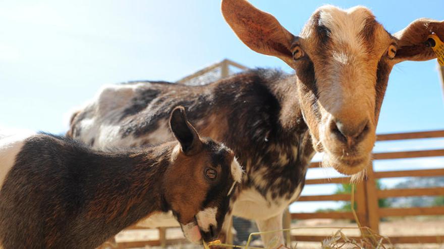 Los animales de granja de razas autóctonas pitiusas no tienen asegurada su supervivencia