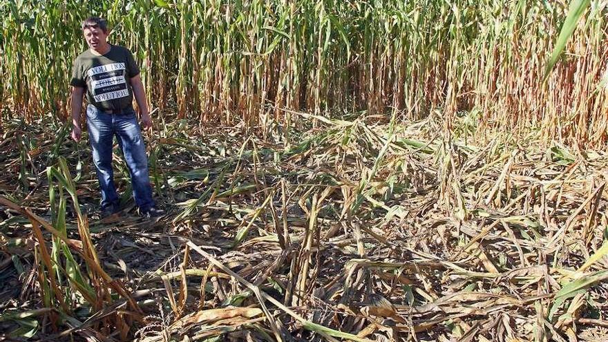 José Manuel Gestoso, ayer, en una de las fincas de maíz que le destrozó el jabalí. // Bernabé/J.Carlos Asorey