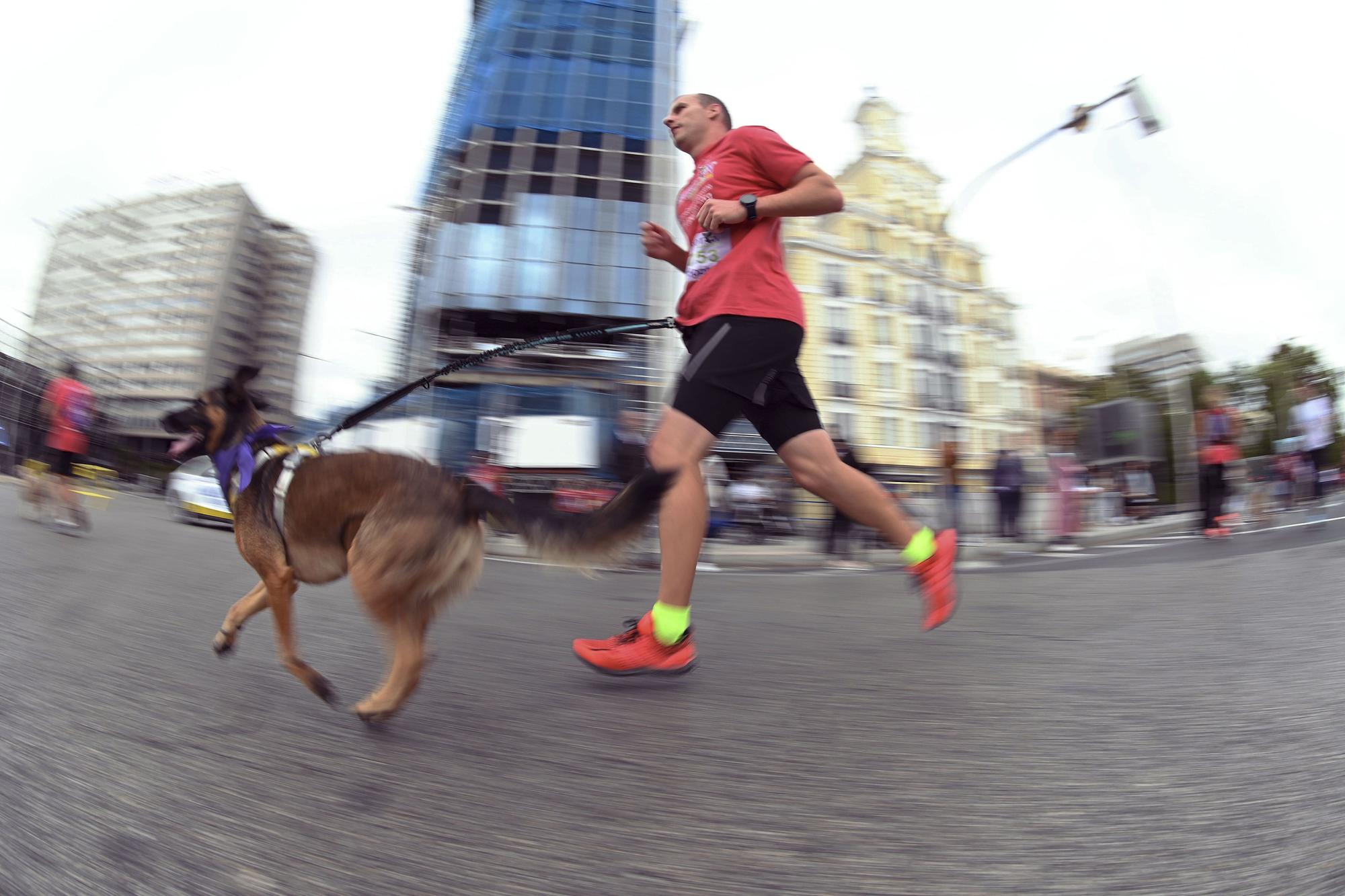 Perrotón 2022 reúne en Madrid a decenas de perros contra el abandono y el maltrato animal