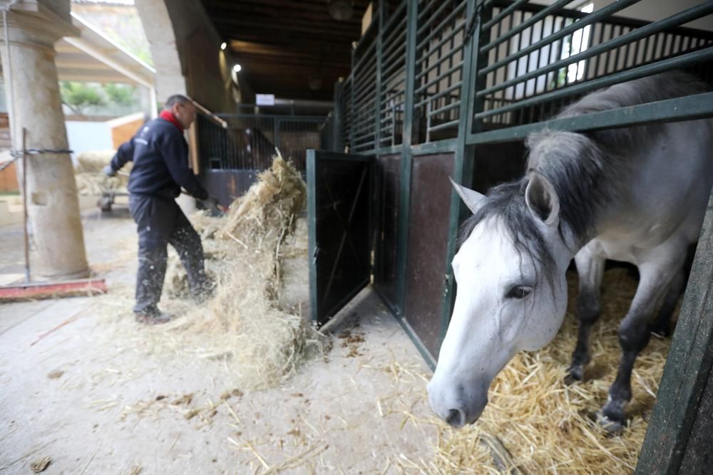 Coronavirus en Córdoba: ¿Quién cuida de los caballos en Caballerizas?