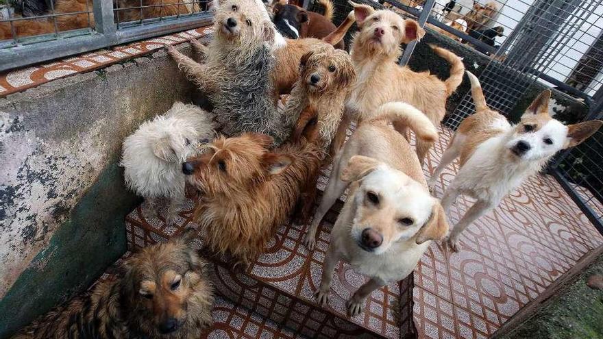 Perros abandonados en un refugio.