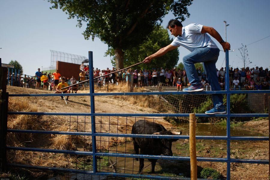 Fiestas en Zamora: Encierro en Venialbo