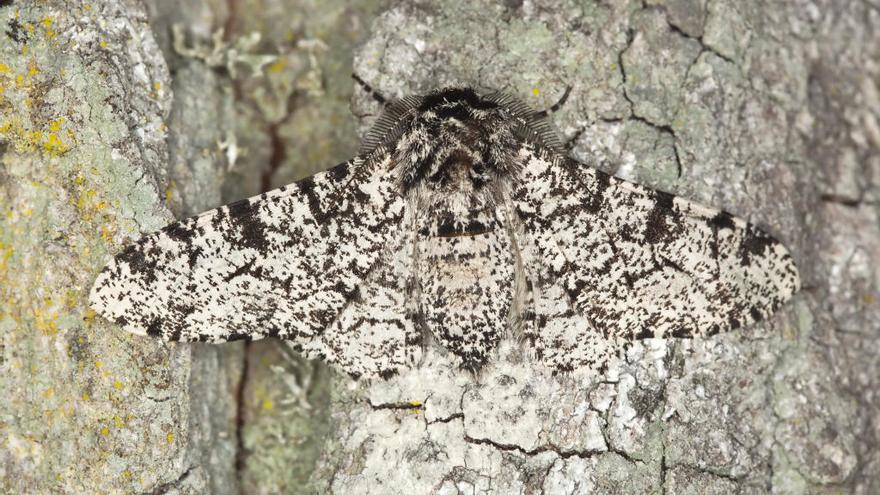 Polilla moteada o mariposa de los abedules.