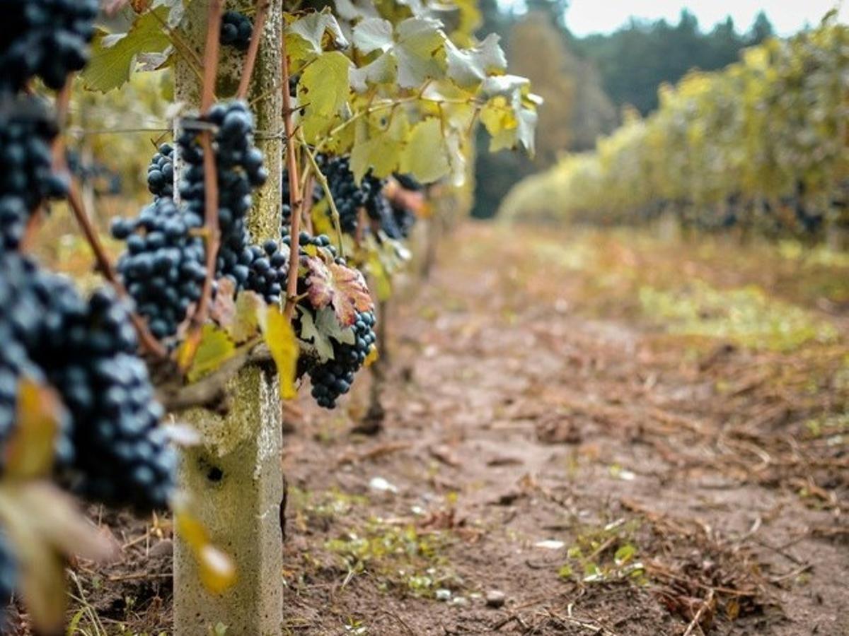 La convocatoria beneficiará a unos 160 viticultores.