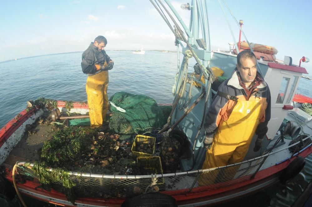 Así comenzó la temporada de la volandeira y la zamburiña en la ría de Arousa // Iñaki Abella