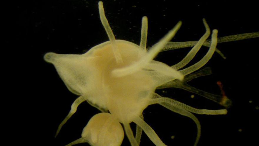 El cambio climático amenaza con atestar de medusas los océanos