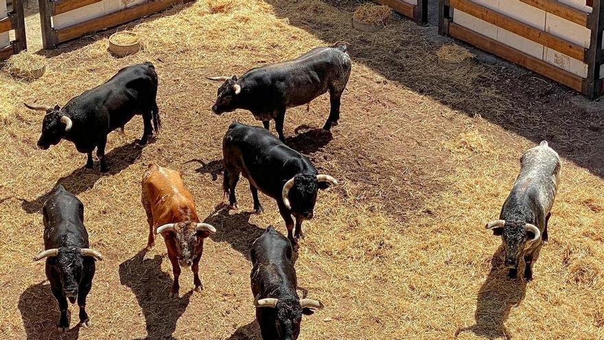 La Vall d&#039;Uixó suma un Miura más a su histórico encierro de este domingo: correrán siete toros al final