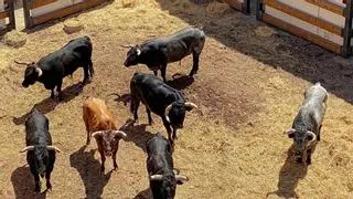 La Vall d'Uixó suma un Miura más a su histórico encierro de este domingo: correrán siete toros al final