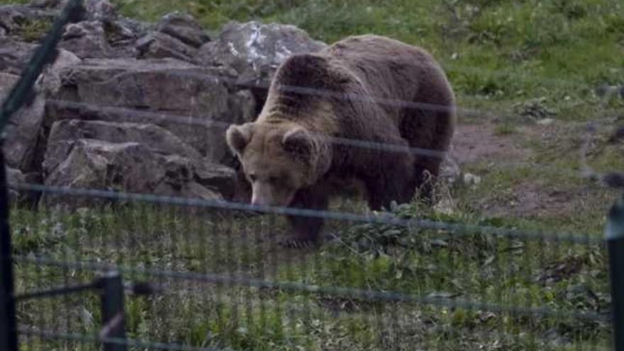 La osa &quot;Paca&quot;, en una imagen tomada hace dos semanas en el cercado de Santo Adriano.