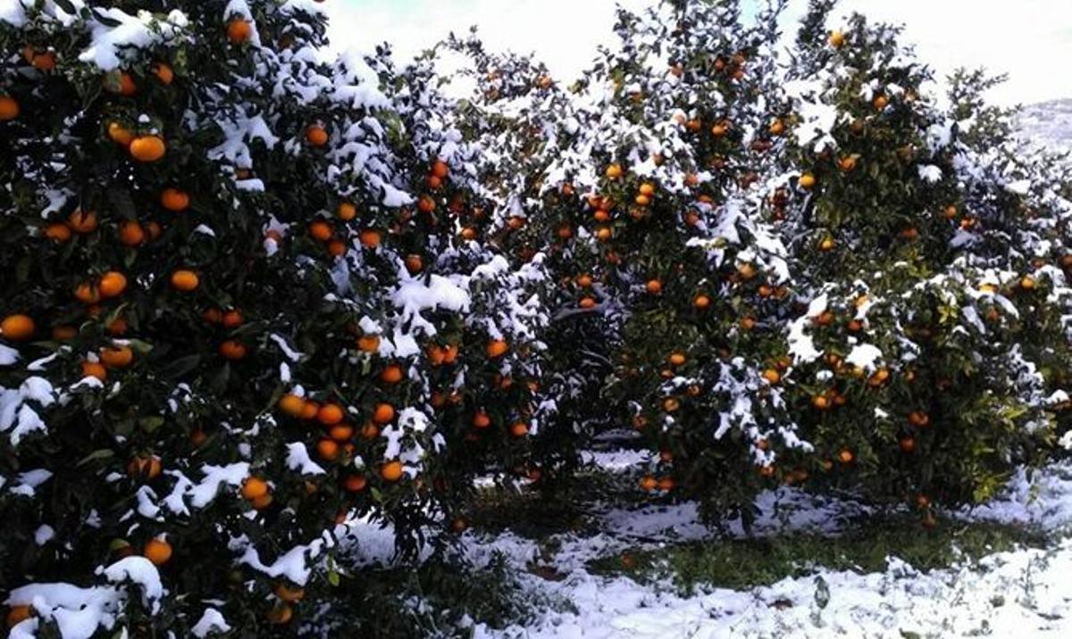 Nieve en naranjos de la Safor en 2017, aunque sin dañar el cultivo.