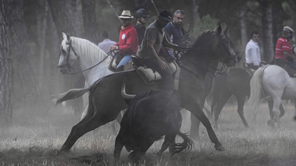 Los festejos del Toro de la Vega, en imágenes