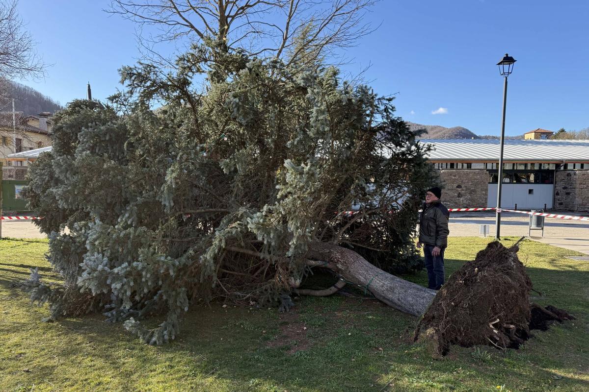Caída de un abeto de gran tamaño por una ráfaga de viento fuerte en la comarca del Ripollès causado por al borrasca Nils.