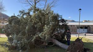 Caída de un abeto de gran tamaño por una ráfaga de viento fuerte en la comarca del Ripollès causado por al borrasca Nils.