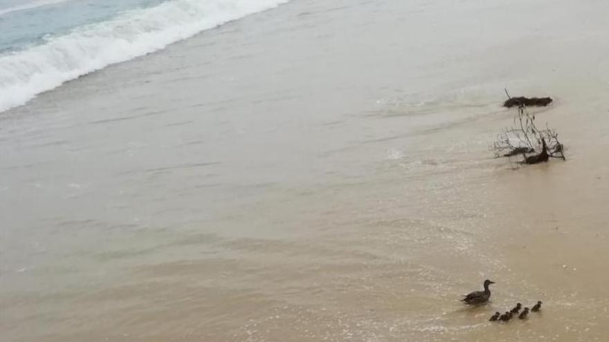 Menudo día para disfrutar de la playa de bandera azul | A.F.