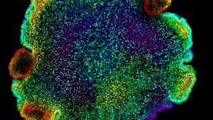 Imagen de microscopía confocal de núcleos, coloreados según la profundidad, de Trichoplax sp. H2, una de las cuatro especies de placozoos para las que los autores del estudio crearon un atlas celular.