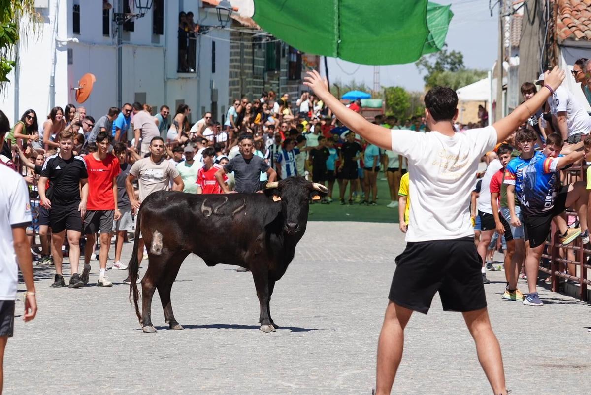 Las vaquillas vuelven tomar la calle en la feria de Añora Las vaquillas vuelven tomar la calle en la feria de Añora