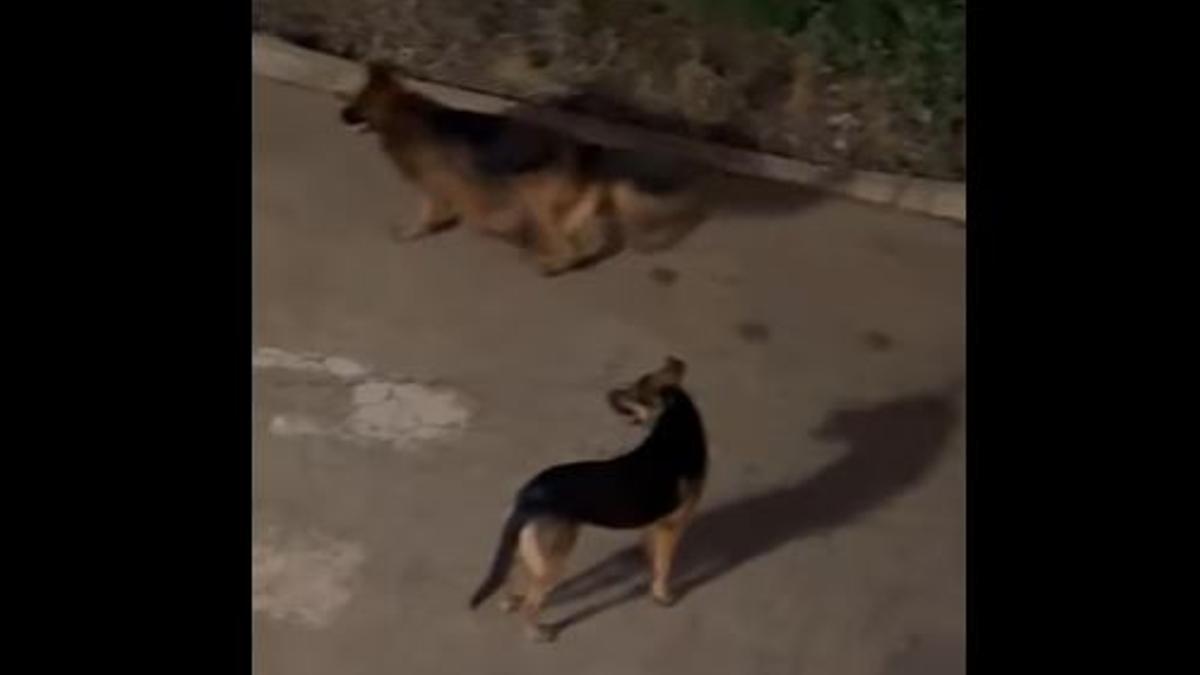 Die Hunde bei der nächtlichen Attacke.