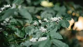Coffea arabica, la planta del café que puedes conseguir en Ikea