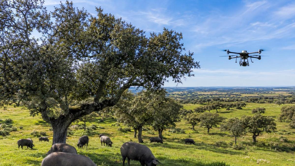 Una dehesa de Los pedroches usa la IA con mediante drones.