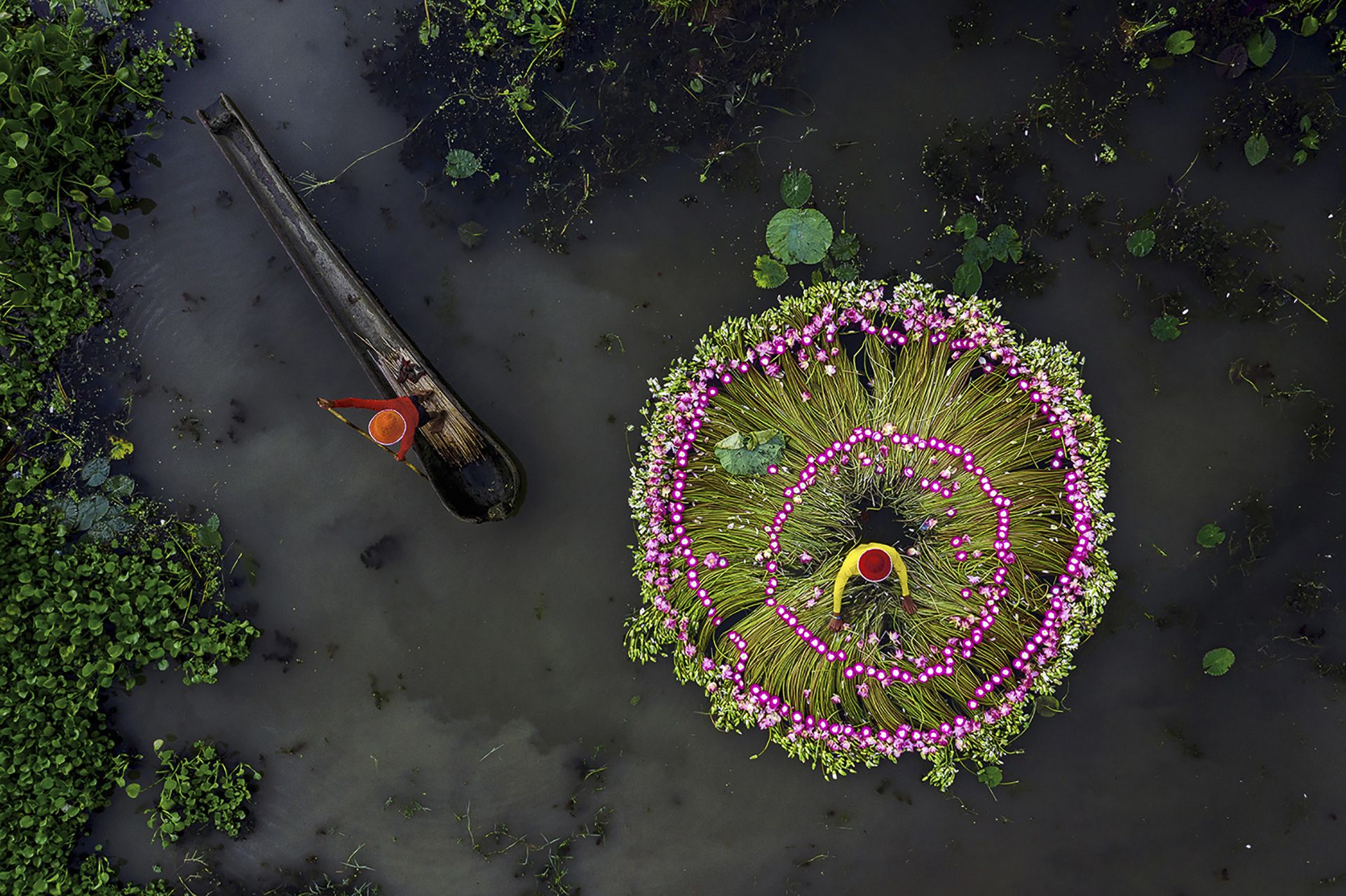 COLLECTING WATERLILIES - Shibasish Saha (India) - Mención de Honor: Hombre en Montaña-Naturaleza