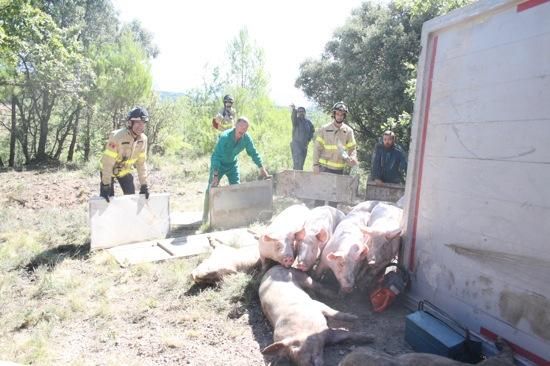 Un camió de porcs s''estavella a l''Espunyola