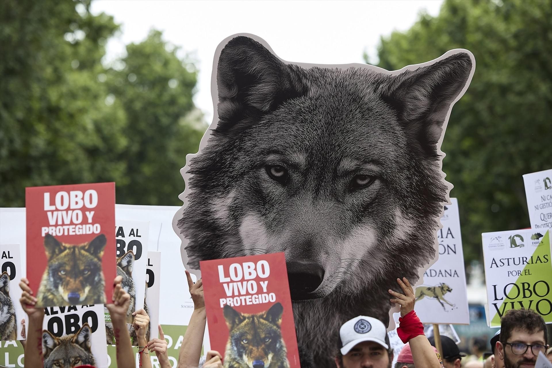 Las imágenes de la manifestación en Madrid por el lobo