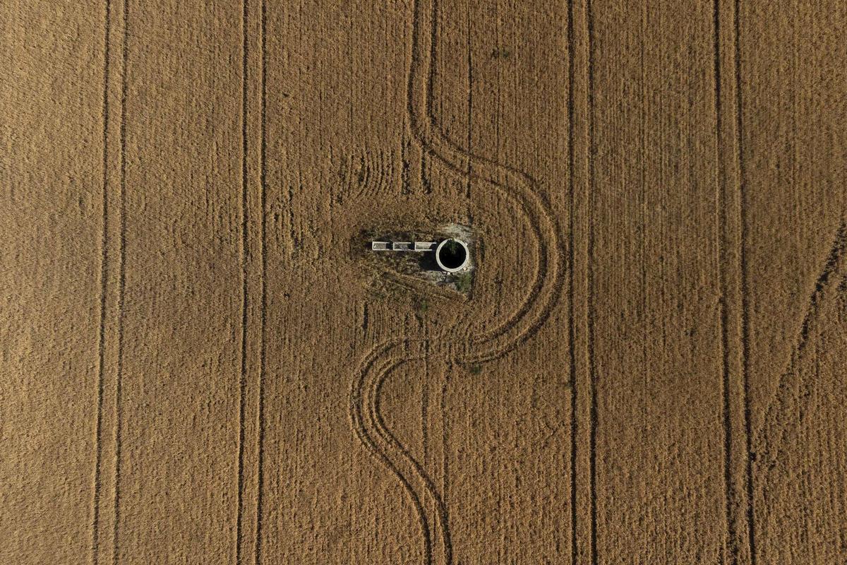 Campo de trigo de la Campiña cordobesa.